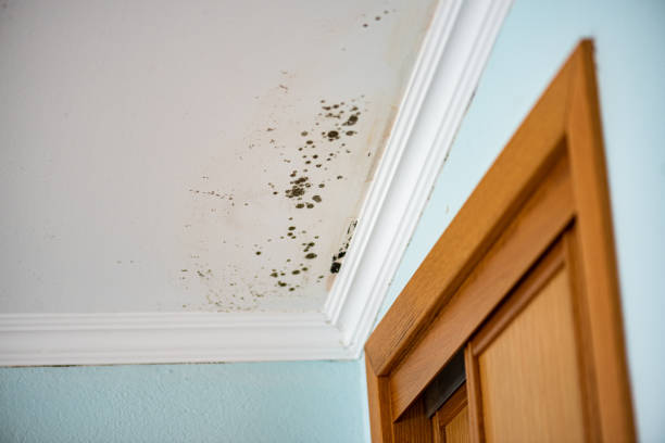 Best Fast Mold Removal  in Dalton Gardens, ID