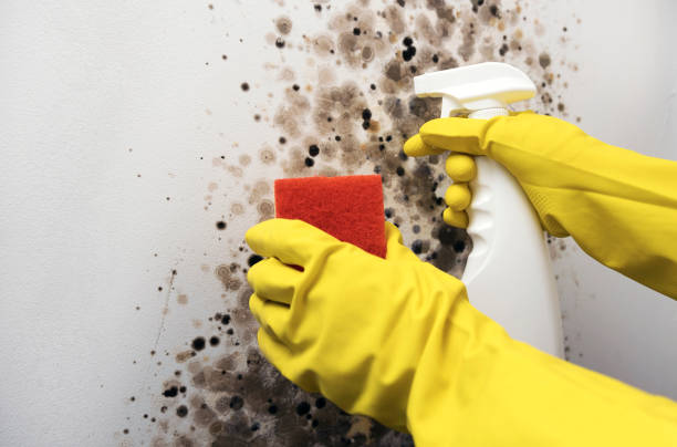 Best Attic Mold Removal  in Dalton Gardens, ID