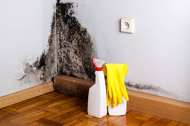 Mold Testing and Removal in Dalton Gardens, ID