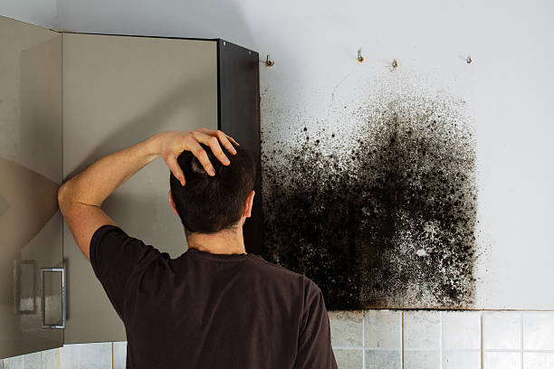 Best Mold Remediation  in Dalton Gardens, ID